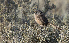 Western Grasswren