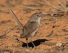 Thick-billed Grasswren