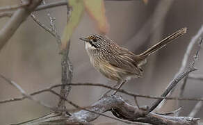 Striated Grasswren