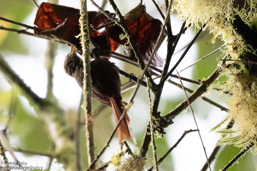 Rusty-winged Barbtail