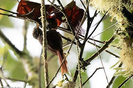 Rusty-winged Barbtail