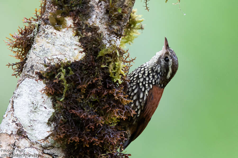 Pearled Treerunneradult, close-up portrait