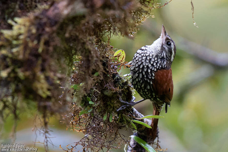 Pearled Treerunner, habitat, pigmentation