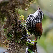 Pearled Treerunner