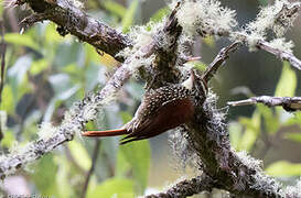 Pearled Treerunner