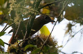 Streak-capped Treehunter