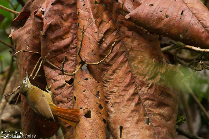 Montane Foliage-gleaneradult, camouflage, pigmentation, fishing/hunting, Behaviour