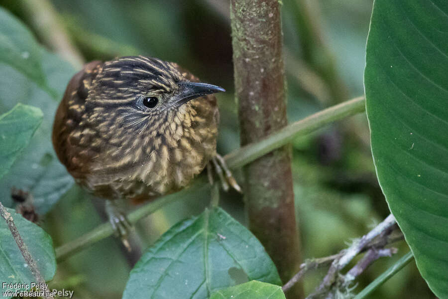 Striped Treehunter, close-up portrait