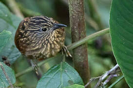 Striped Treehunter