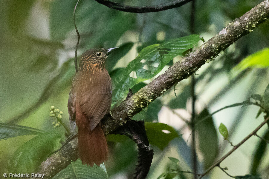 Lineated Foliage-gleaner