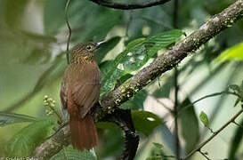 Lineated Foliage-gleaner