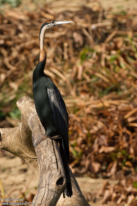 African Darter male adult breeding, identification