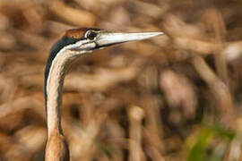 Anhinga d'Afrique