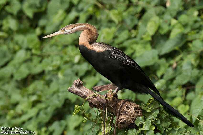 African Darter female adult, identification