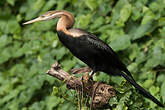 Anhinga d'Afrique