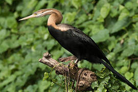 African Darter