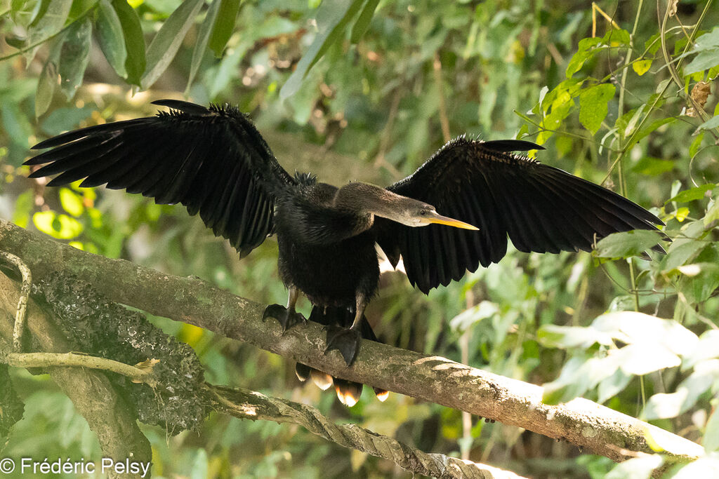 Anhinga