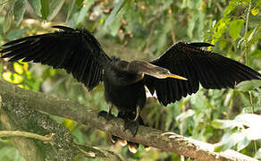 Anhinga d'Amérique