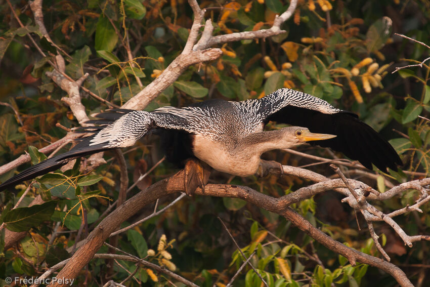 Anhinga