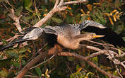 Anhinga d'Amérique