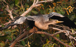 Anhinga