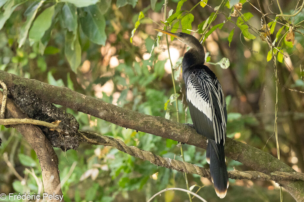 Anhinga d'Amérique