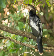 Anhinga d'Amérique