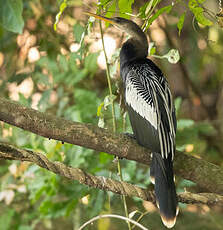 Anhinga d'Amérique