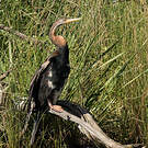 Anhinga d'Australie