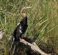 Australasian Darter