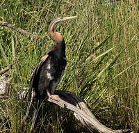 Anhinga d'Australie