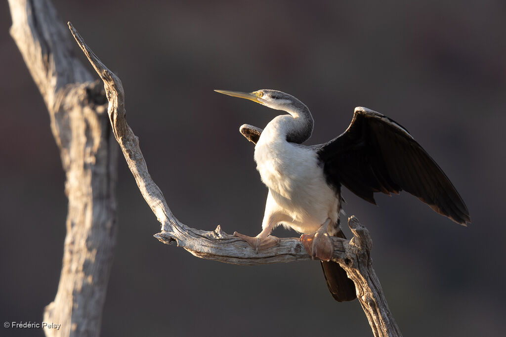 Anhinga d'Australie femelle