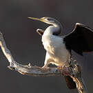 Anhinga d'Australie