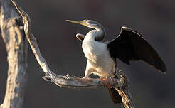 Anhinga d'Australie