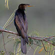 Anhinga d'Australie
