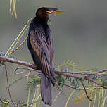 Anhinga d'Australie