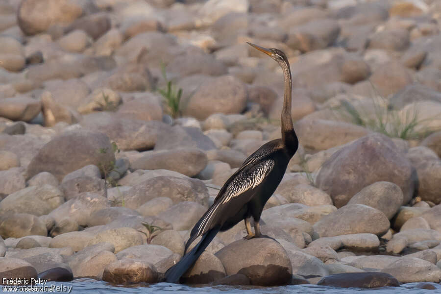 Anhinga rouxadulte, composition