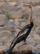 Oriental Darter