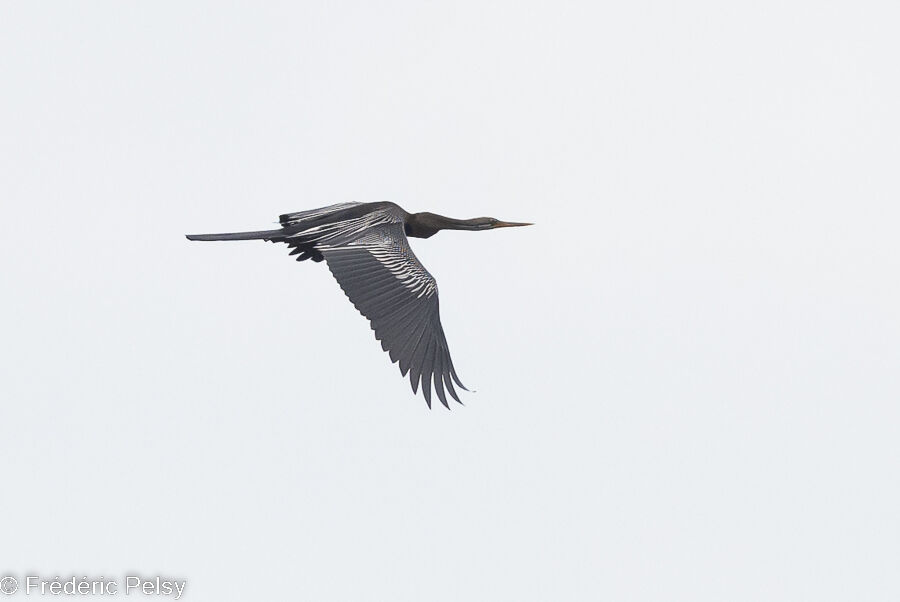 Anhinga roux