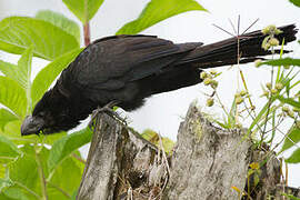 Smooth-billed Ani