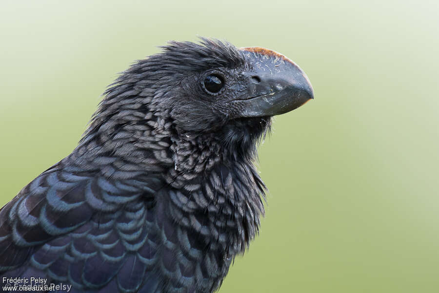 Smooth-billed Aniadult, close-up portrait