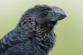 Smooth-billed Ani