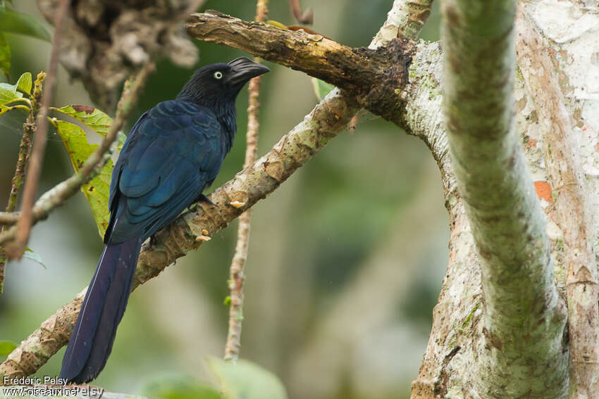 Ani des palétuviersadulte, identification