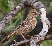 Lark-like Brushrunner