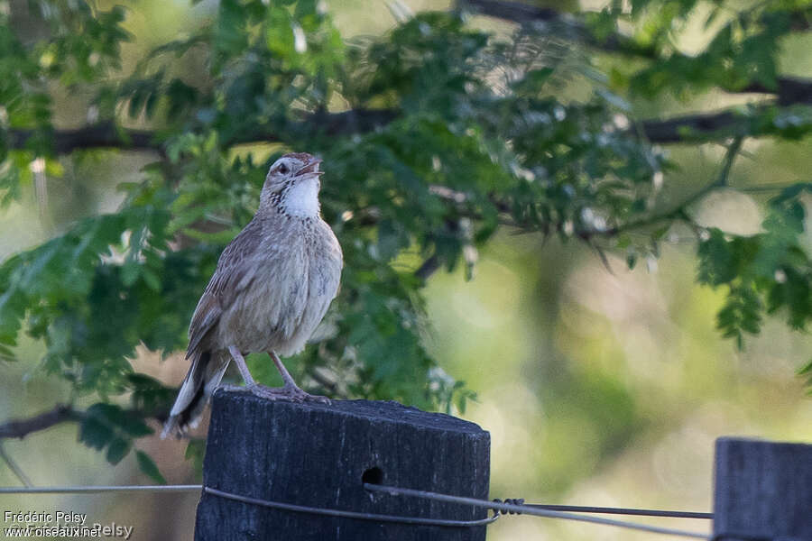 Annumbi fagoteuradulte, portrait