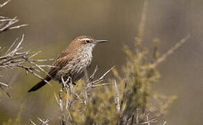 Band-tailed Earthcreeper