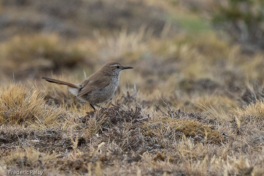 Band-tailed Earthcreeper