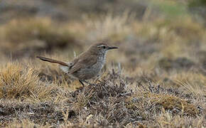 Band-tailed Earthcreeper