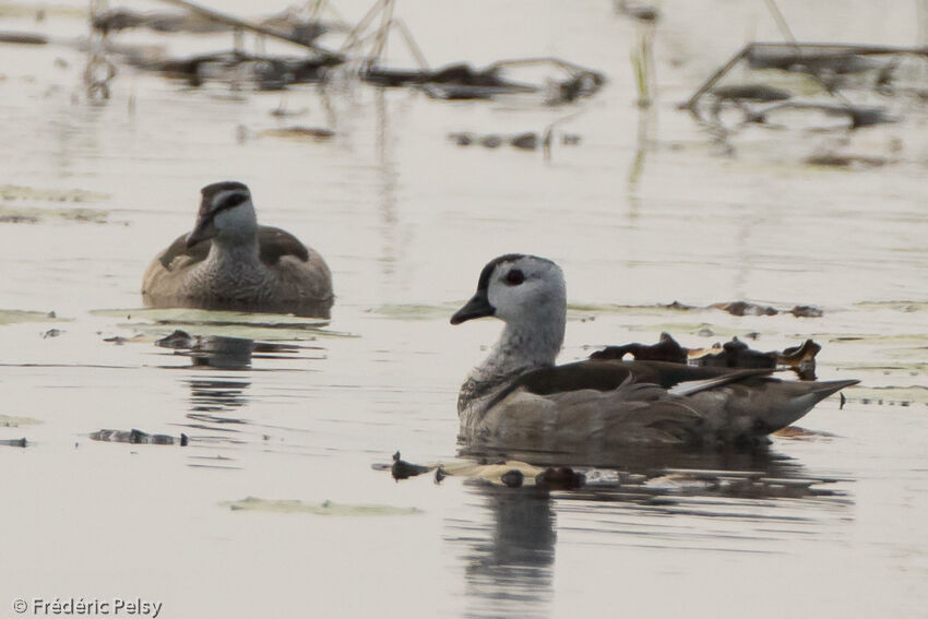 Cotton Pygmy Gooseadult