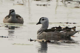 Cotton Pygmy Goose